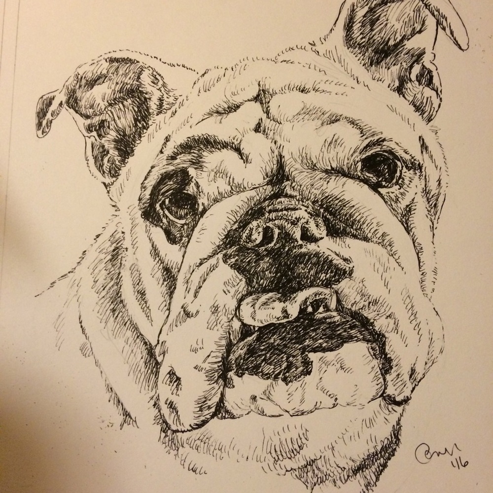Pet portraits